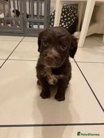 Cocker Spaniel dogs - Advert 1