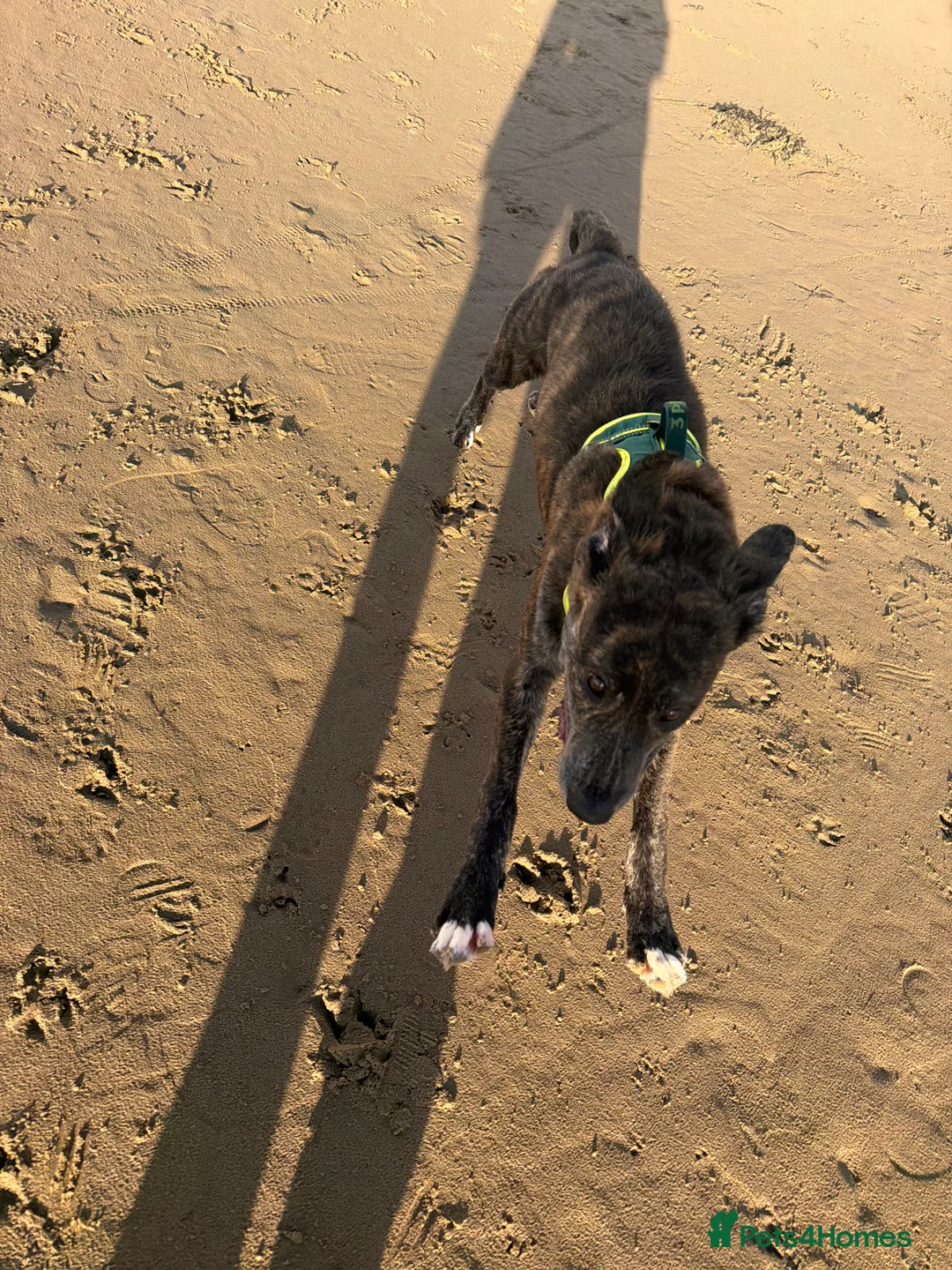 Mixed Breed dogs for sale: Urgent , mixed green 8 month old puppy - Advert 4