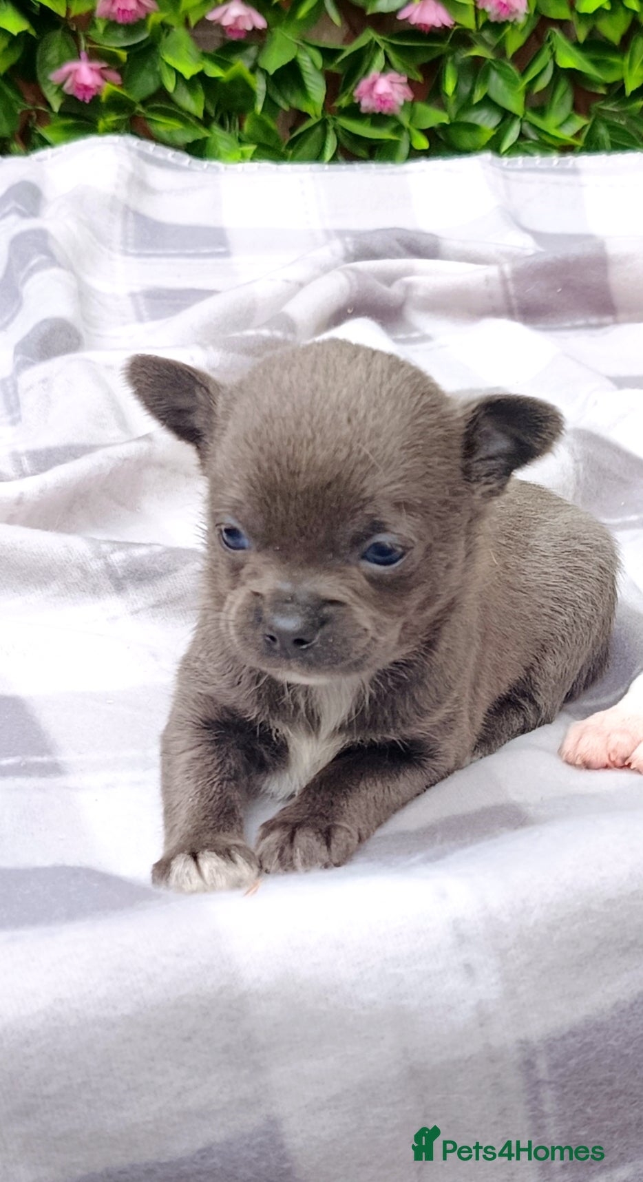 Chihuahua dogs STUNNING LITTLE PUPS KC REG 2 GIRLS  - Advert 2