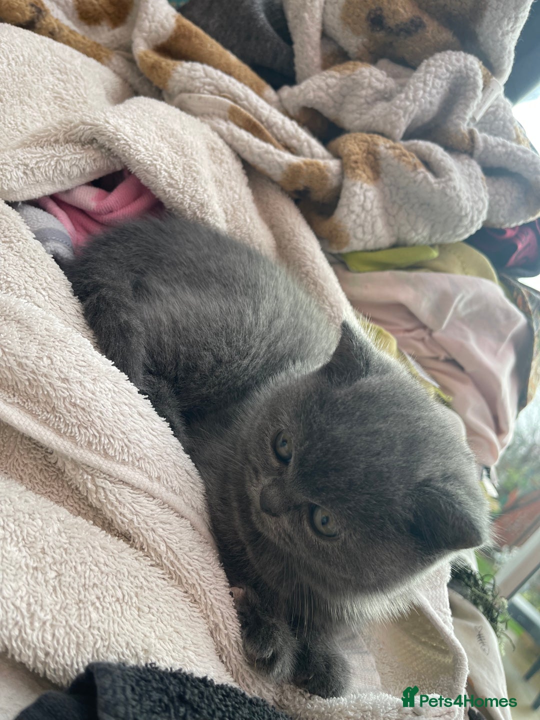 British Shorthair cats for sale: British shorthairs  - Advert 11