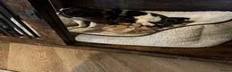 Jack Chi dogs for sale: 4 Gorgeous puppies for new loving homes - Advert 16