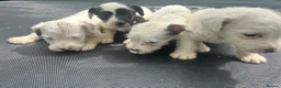 Jack Russell dogs for sale: 4 Jack Russel puppy s in Exeter - Advert 8