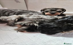 Schnoodle dogs for sale: 2 beautiful schnoodles  - Image 8