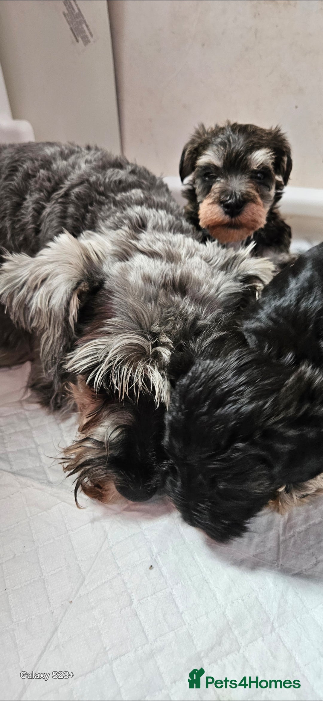 Schnoodle dogs for sale: 2 beautiful schnoodles  - Image 8