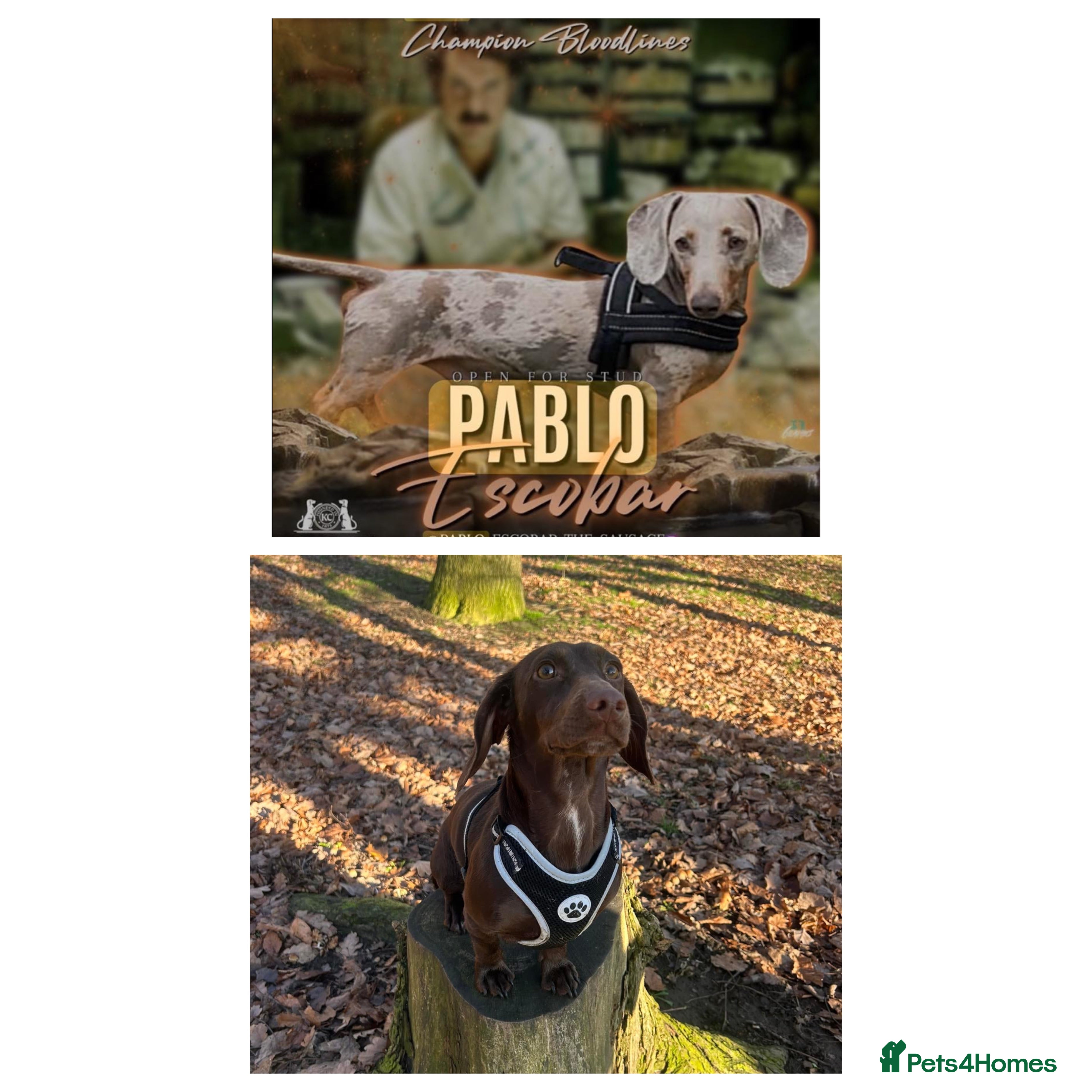 Dachshund dogs Choc/Tan/Dapple Sausage Babies  - Advert 17