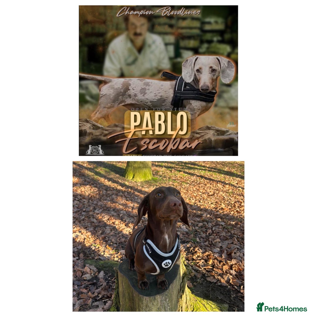 Dachshund dogs for sale: Choc/Tan/Merle Sausage Babies  - Advert 2