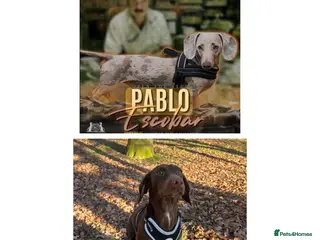 Dachshund dogs Choc/Tan/Dapple Sausage Babies - Advert 17