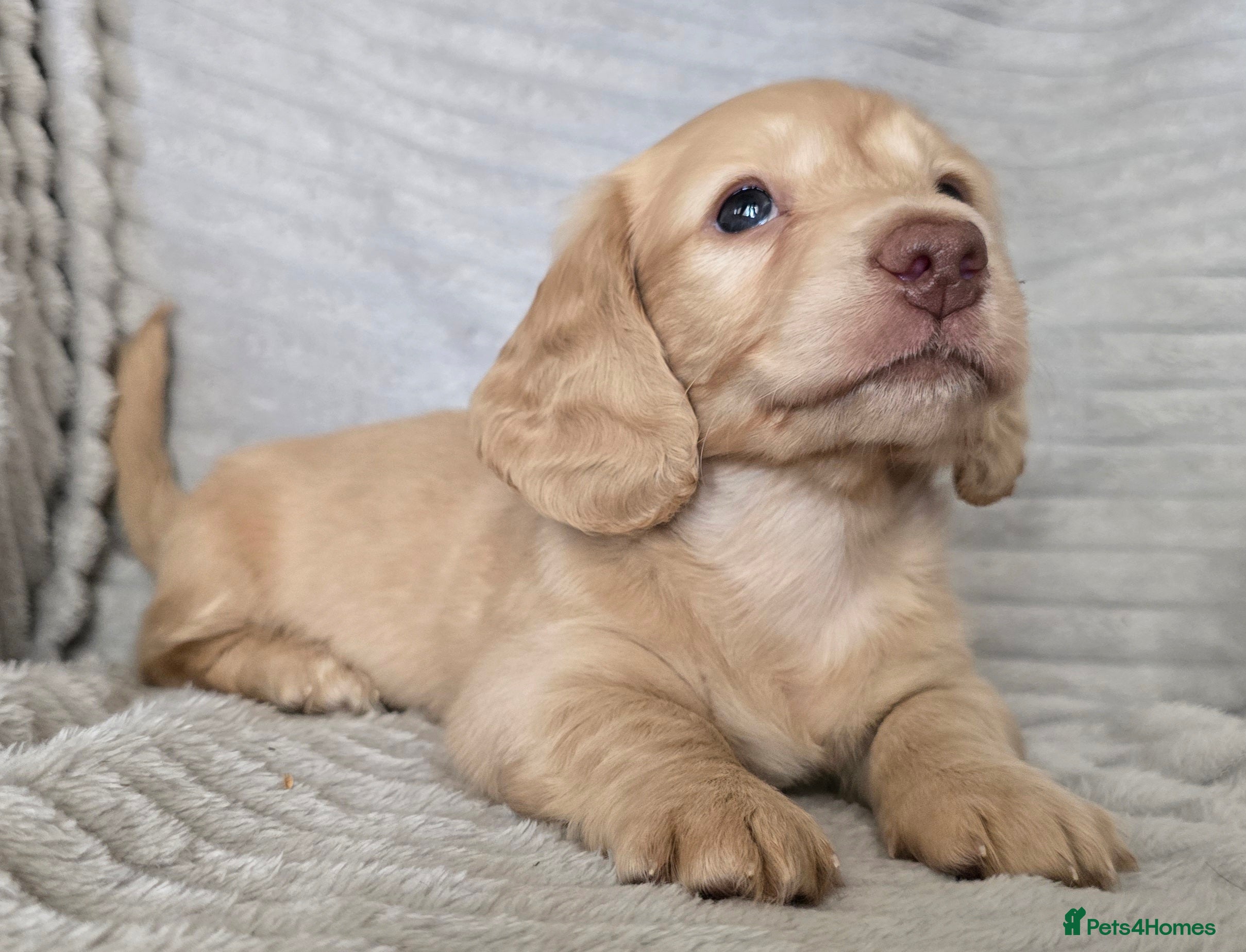 Miniature Dachshund dogs Stunning long haired KC mini cream babies - Advert 4