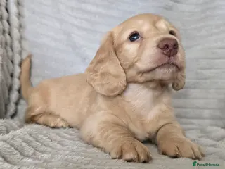 Miniature Dachshund dogs Stunning long haired KC mini cream babies - Advert 2