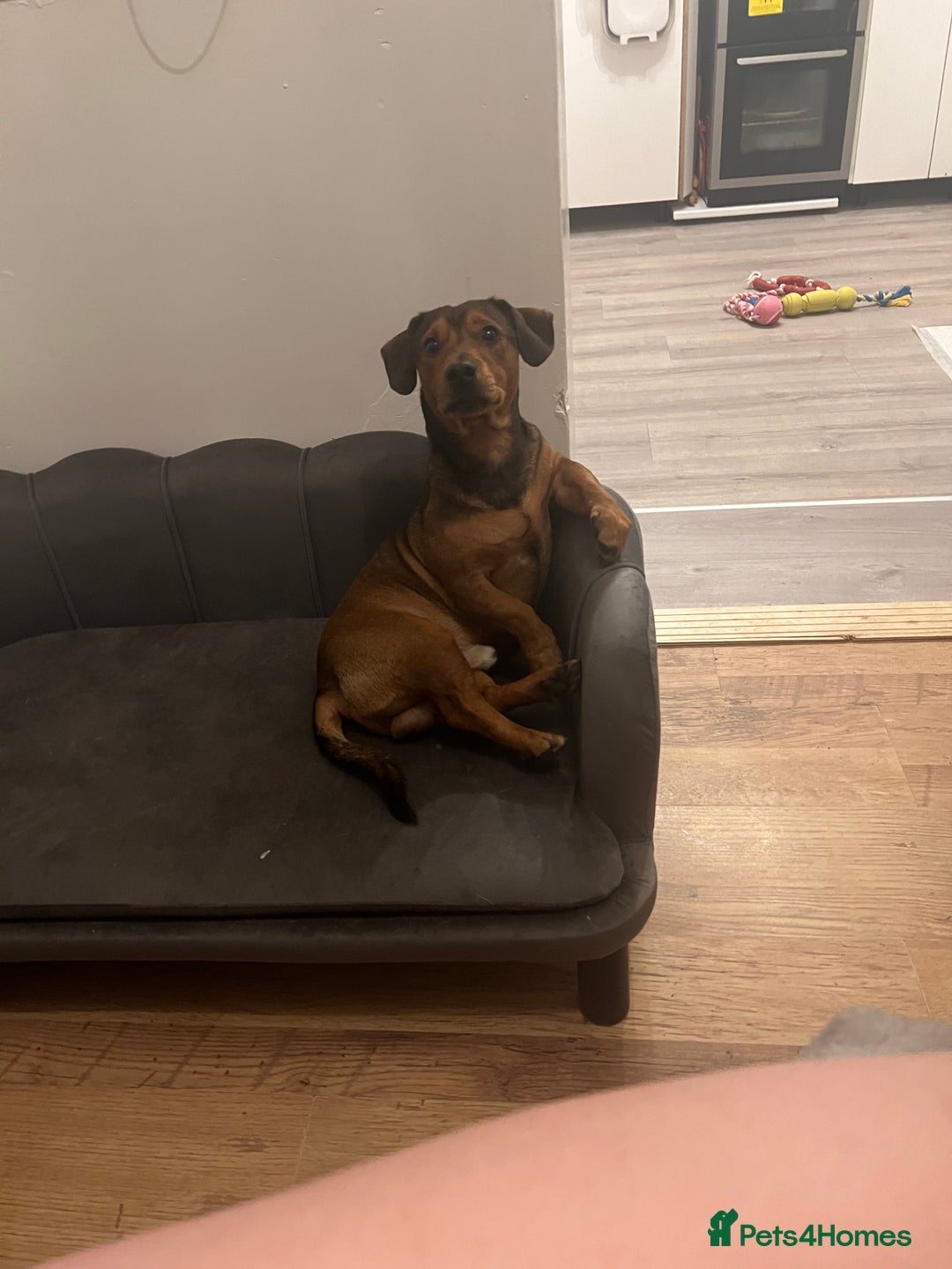 Jack Russell dogs for sale: 2 Jack Russell Puppies READY TO GO - Advert 11