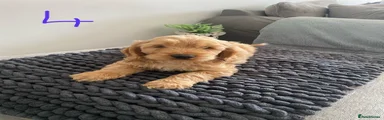 Cockapoo 4