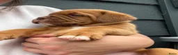 Dogue De Bordeaux dogs for sale: Dogue de Bordeaux 🐶 last 4 remaining 💙💙🩷🩷 - Advert 11