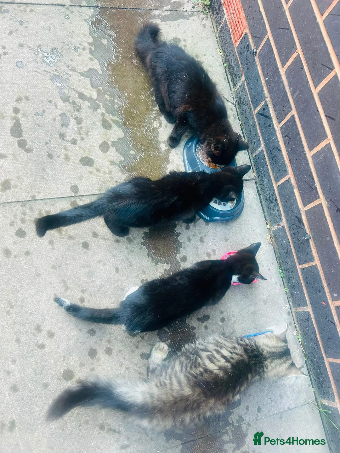 Mixed Breed cats for sale: Kittens for sale - Advert 2