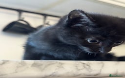 Mixed Breed cats for sale: Beautiful Kittens for sale  - Image 3