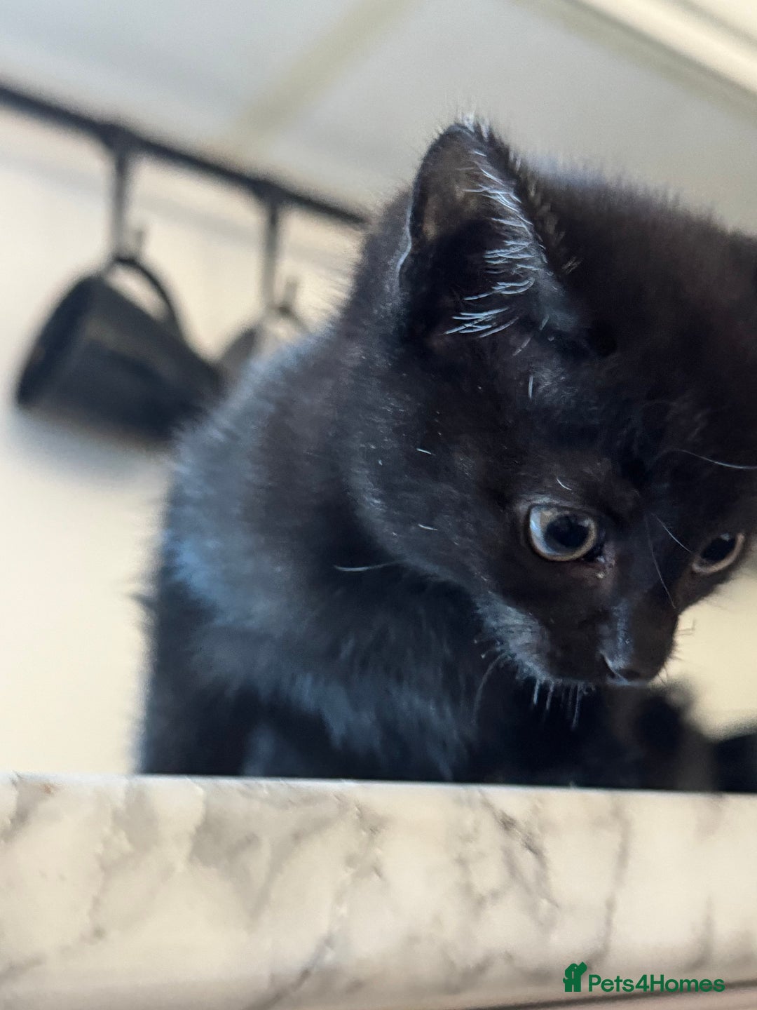 Mixed Breed cats for sale: Beautiful Kittens for sale  - Image 3