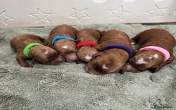 Cockapoo dogs for sale: Health tested Toy cockapoos. One girl left - Image 7