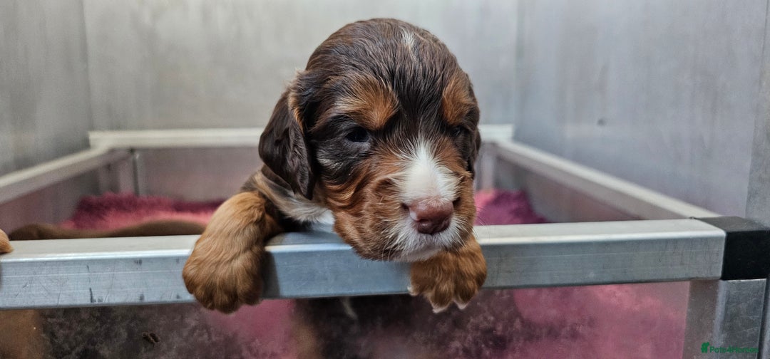 Cocker Spaniel dogs for sale: 8 AMAZING KC REG WORKING COCKER SPANIEL PUPPIES - Image 10