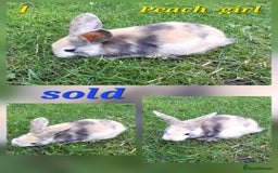 Rex rabbits for sale: Super Cute Baby bunnies! Rex x Lops - Image 18