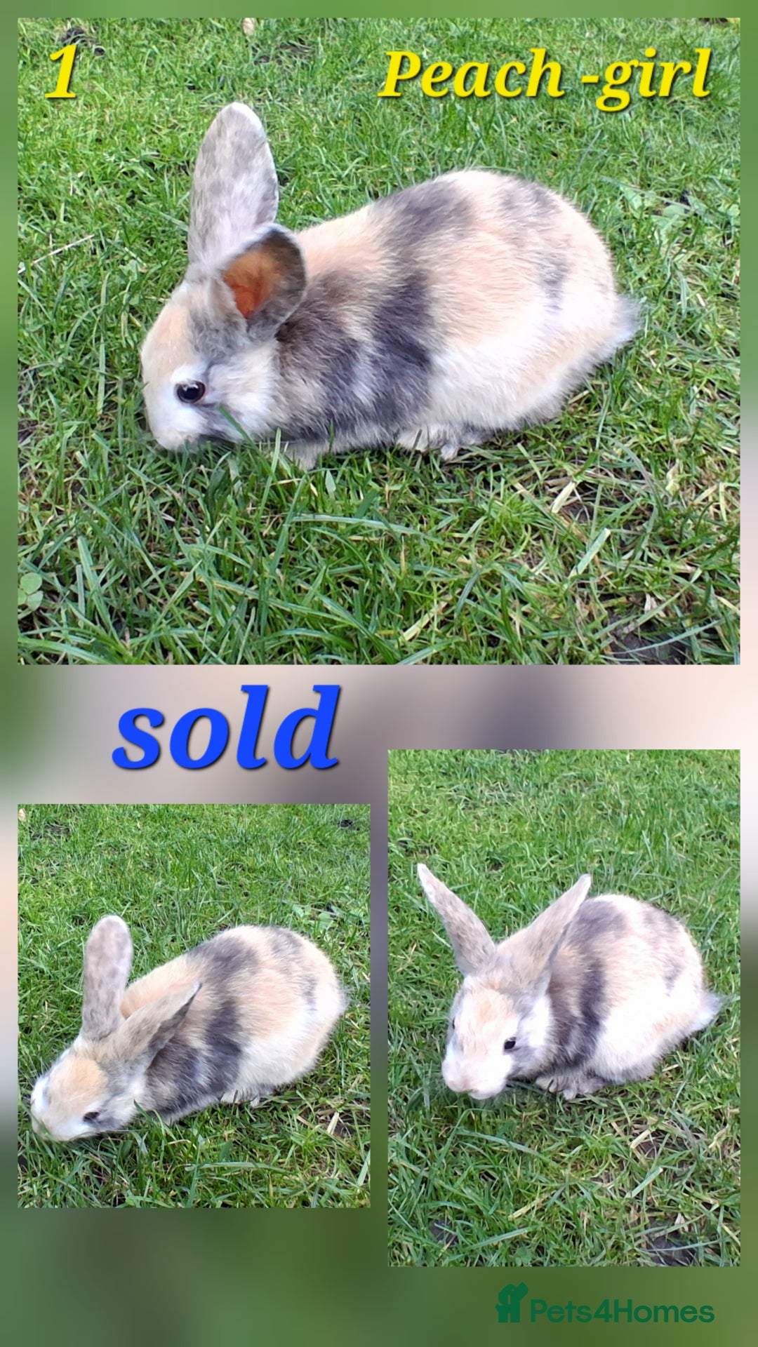 Rex rabbits for sale: Super Cute Baby bunnies! Rex x Lops - Image 18