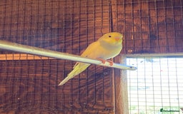 Budgerigars birds for sale: Baby budgies  - Image 2