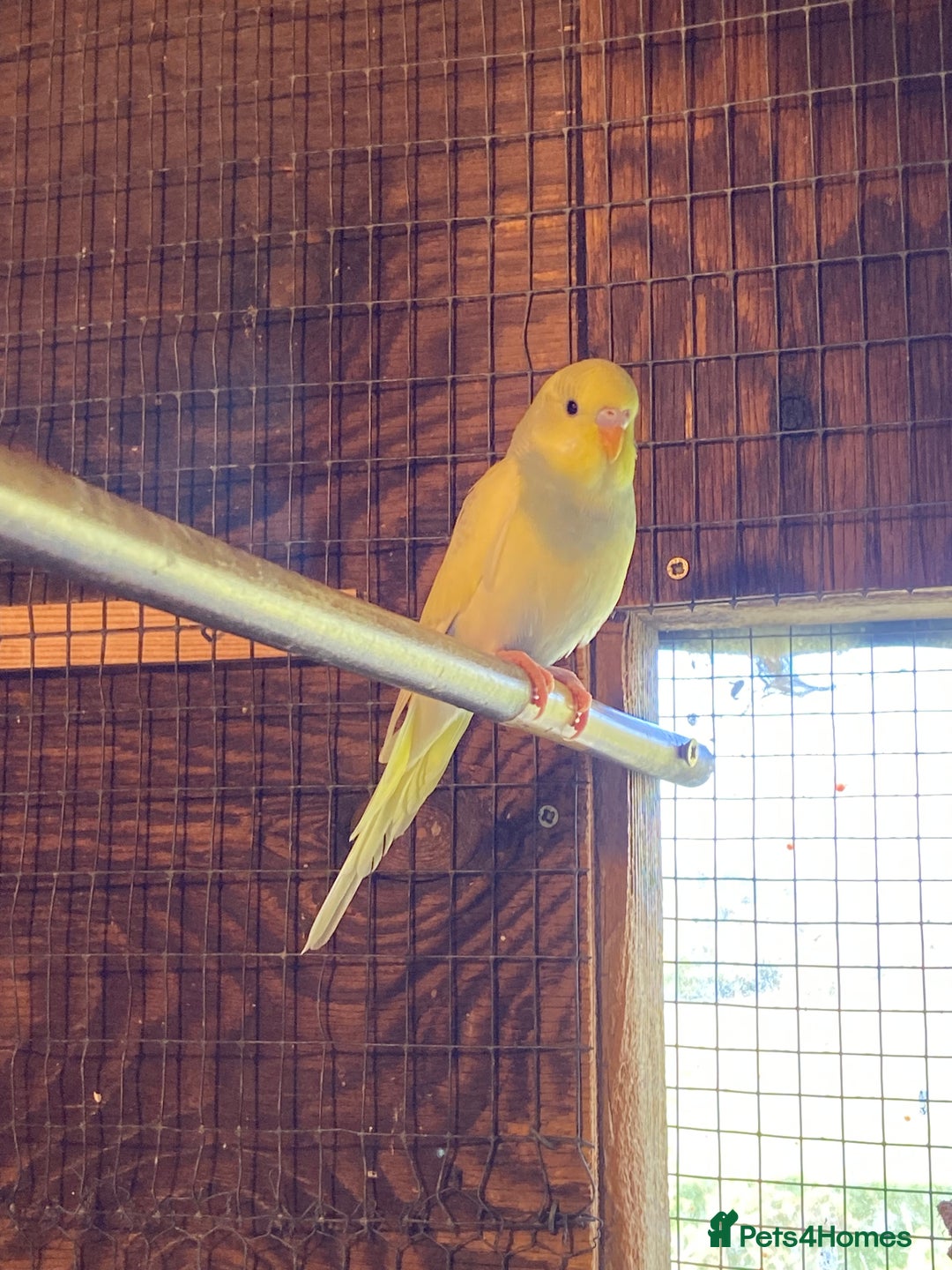 Budgerigars birds for sale: Baby budgies  - Image 2