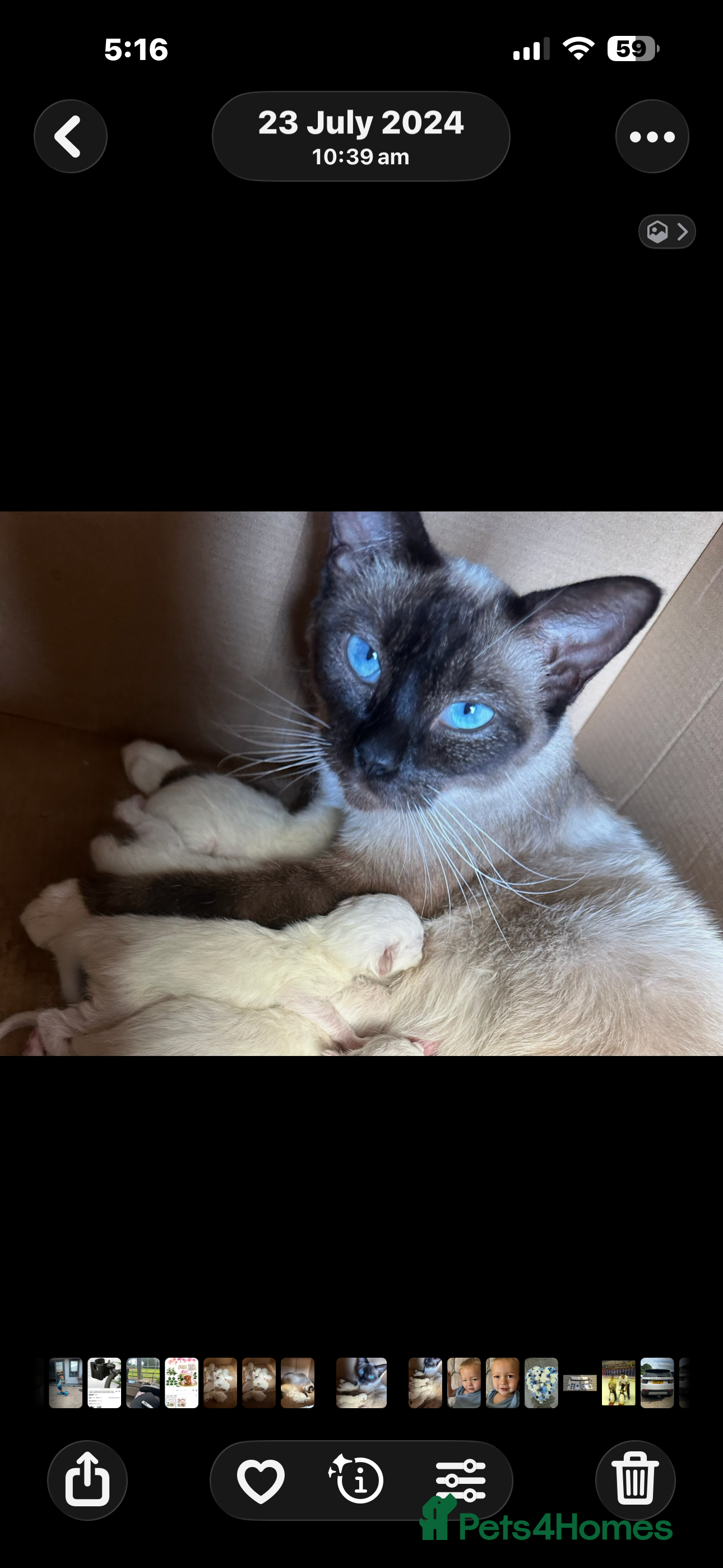 Ragdoll cats Ragdolls kitten 1 boy 2 girls  - Advert 1