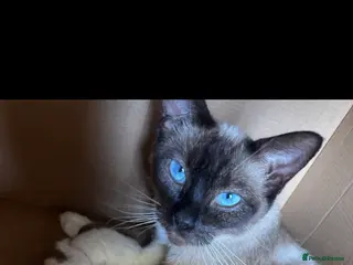 Ragdoll cats Ragdolls kitten 1 boy 2 girls - Advert 10