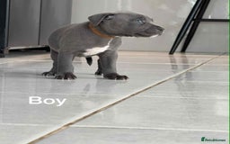 Staffordshire Bull Terrier dogs for sale: !!! Blue Staffordshire bull terriers !!! - Image 7