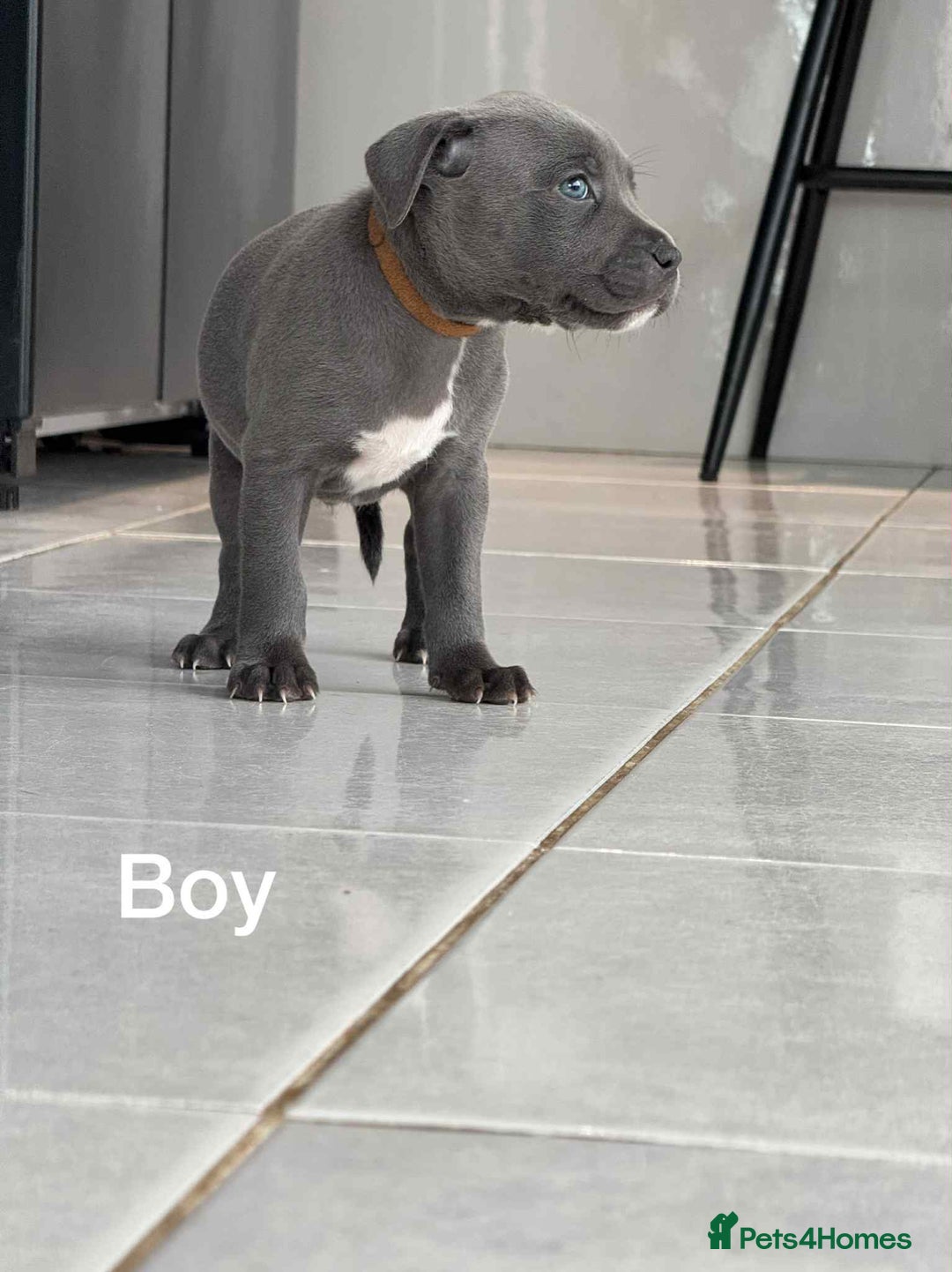 Staffordshire Bull Terrier dogs for sale: !!! Blue Staffordshire bull terriers !!! - Image 7