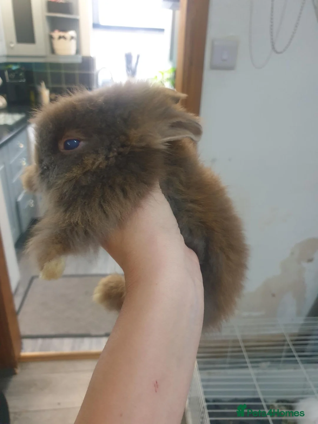 Lionhead rabbits for sale: 7 baby lionheads for sale - Advert 2