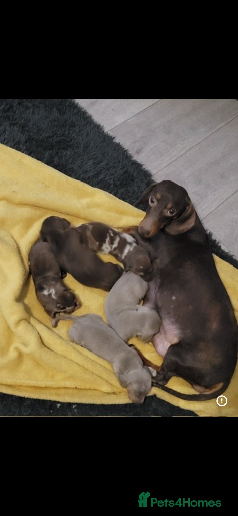 Dachshund dogs Beautiful dachshund puppies - Advert 1