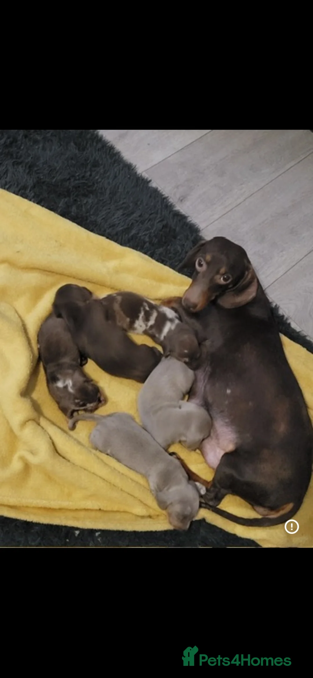 Dachshund dogs for sale: Beautiful dachshund puppies - Advert 1