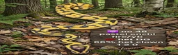 Python Snake reptiles for sale:  Various ball pythons  - Advert 10