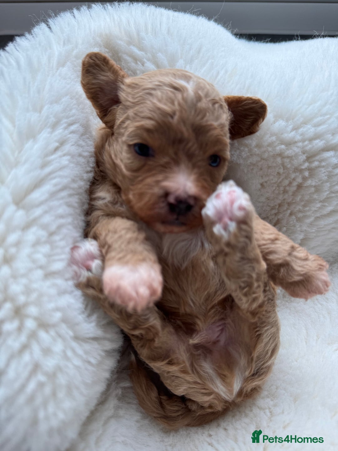 Maltipoo dogs for sale: TINY MALTIPOO PUPPIES - Advert 2