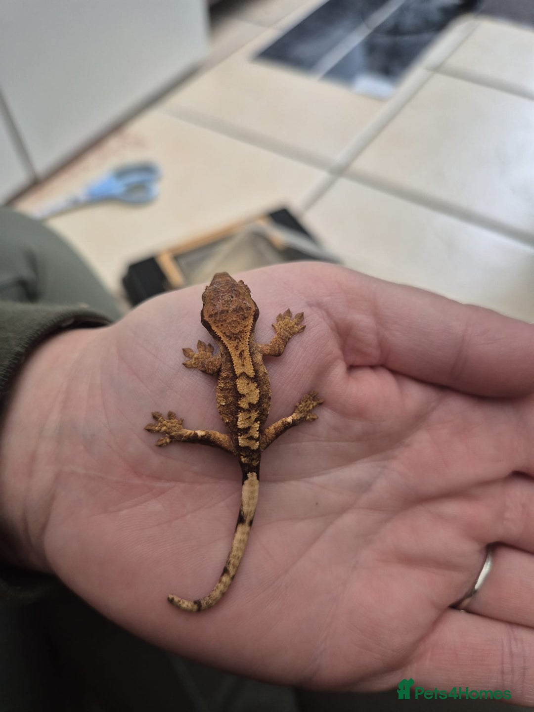 Gecko reptiles for sale: Leopard, gargoyle, chahoua and crested geckos - Advert 11