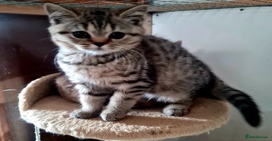 British Shorthair cats - Advert 7