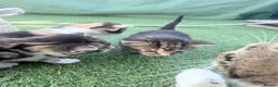 Mixed Breed cats for sale: 3 Lovely kittens  in Walsall - Advert 5