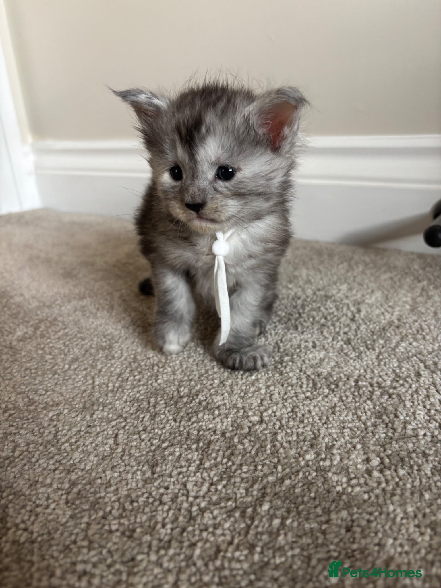 Maine Coon cats for sale: TICA Maine Coon Kittens  - Advert 7