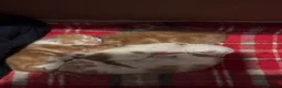 Maine Coon cats for sale: Maine coon Mix  - Advert 4