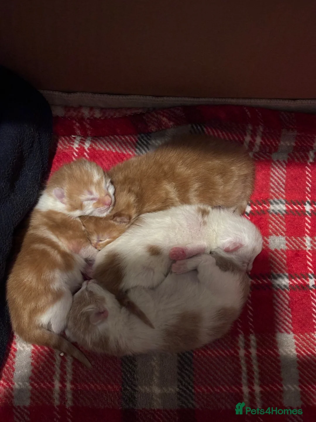 Maine Coon cats for sale: Maine coon Mix  - Advert 4