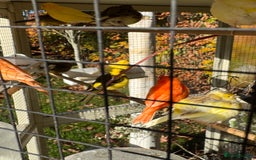 Canaries birds for sale: Selection of Fife Canaries for sale - Advert 2