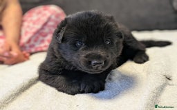 German Shepherd dogs for sale: Gorgeous Black German Shepherd Puppies. - Image 1