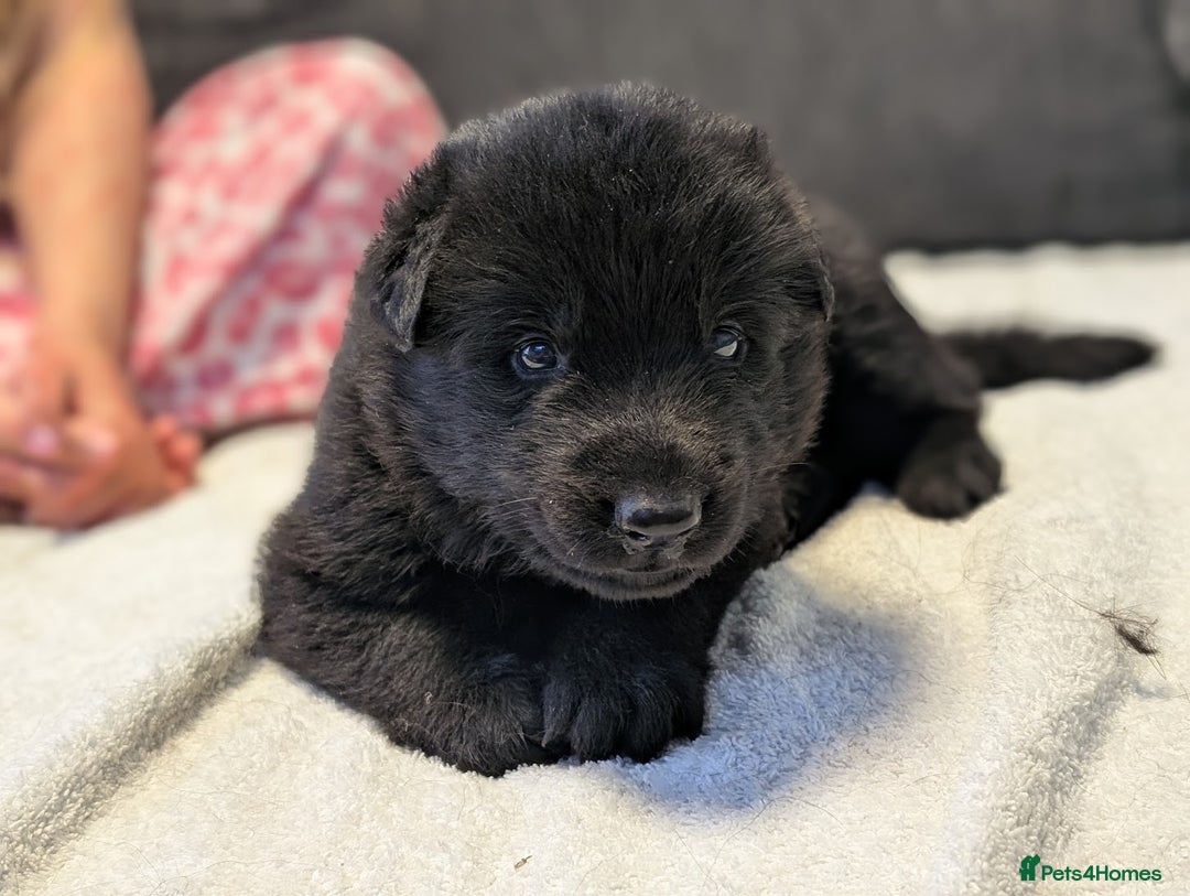 German Shepherd dogs for sale: Gorgeous Black German Shepherd Puppies. - Image 1