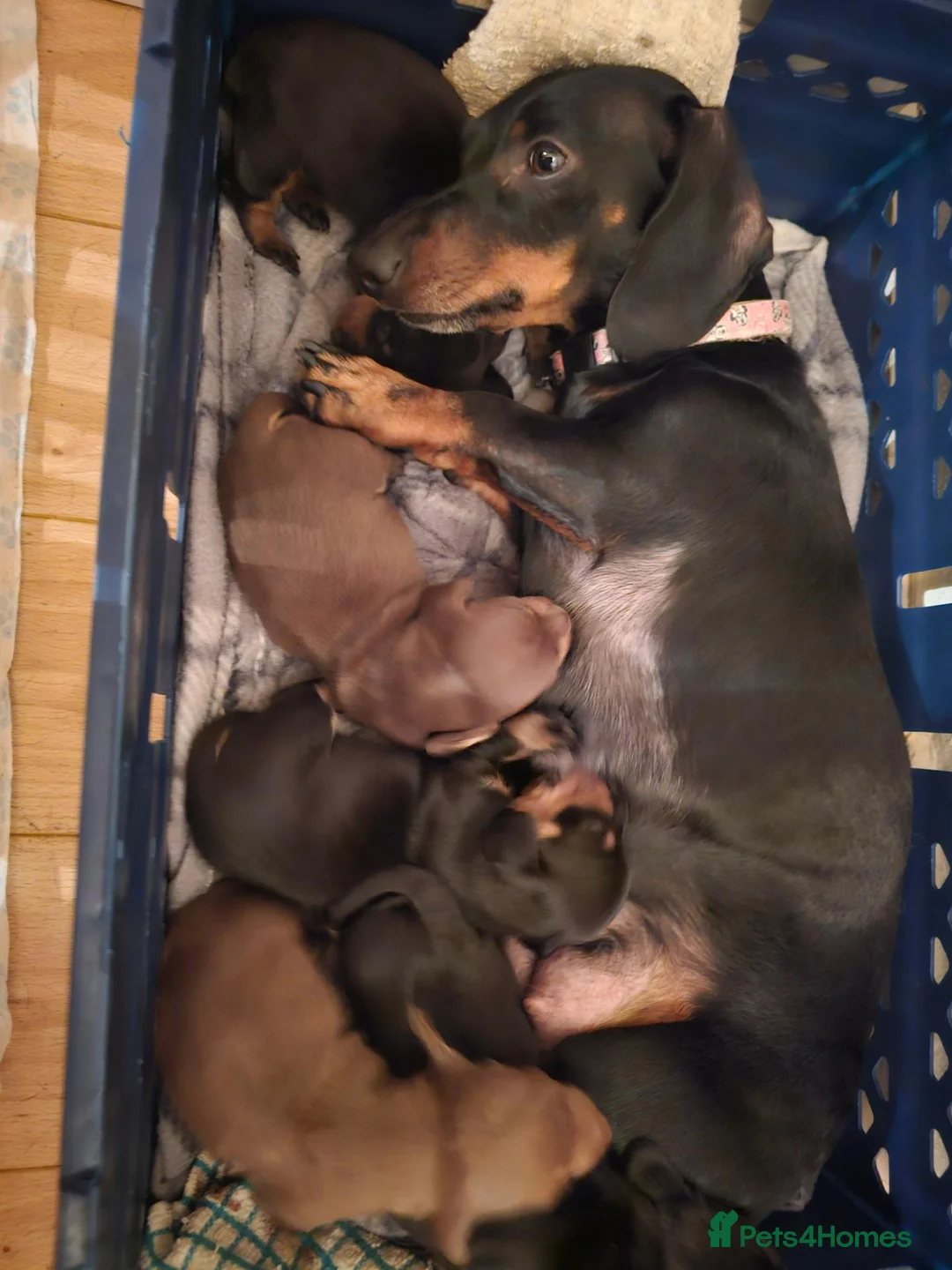 Dachshund dogs for sale: 5 beautiful puppies available - Advert 1