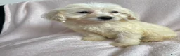 Cockapoo dogs for sale: Cockapoo puppies  - Advert 9