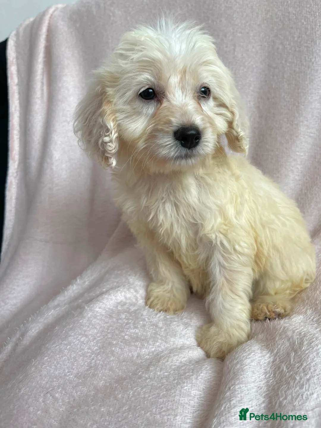 Cockapoo dogs for sale: Cockapoo puppies  - Advert 9