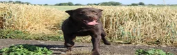 Labrador Retriever dogs for sale: Lovely, well bred Working Type Chocolate Lab.  - Advert 7