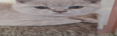 British Shorthair 2