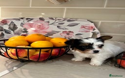 Biewer Terrier dogs for sale: ✨ Beautiful Biewer x Biro Terrier Puppies✨   - Image 20