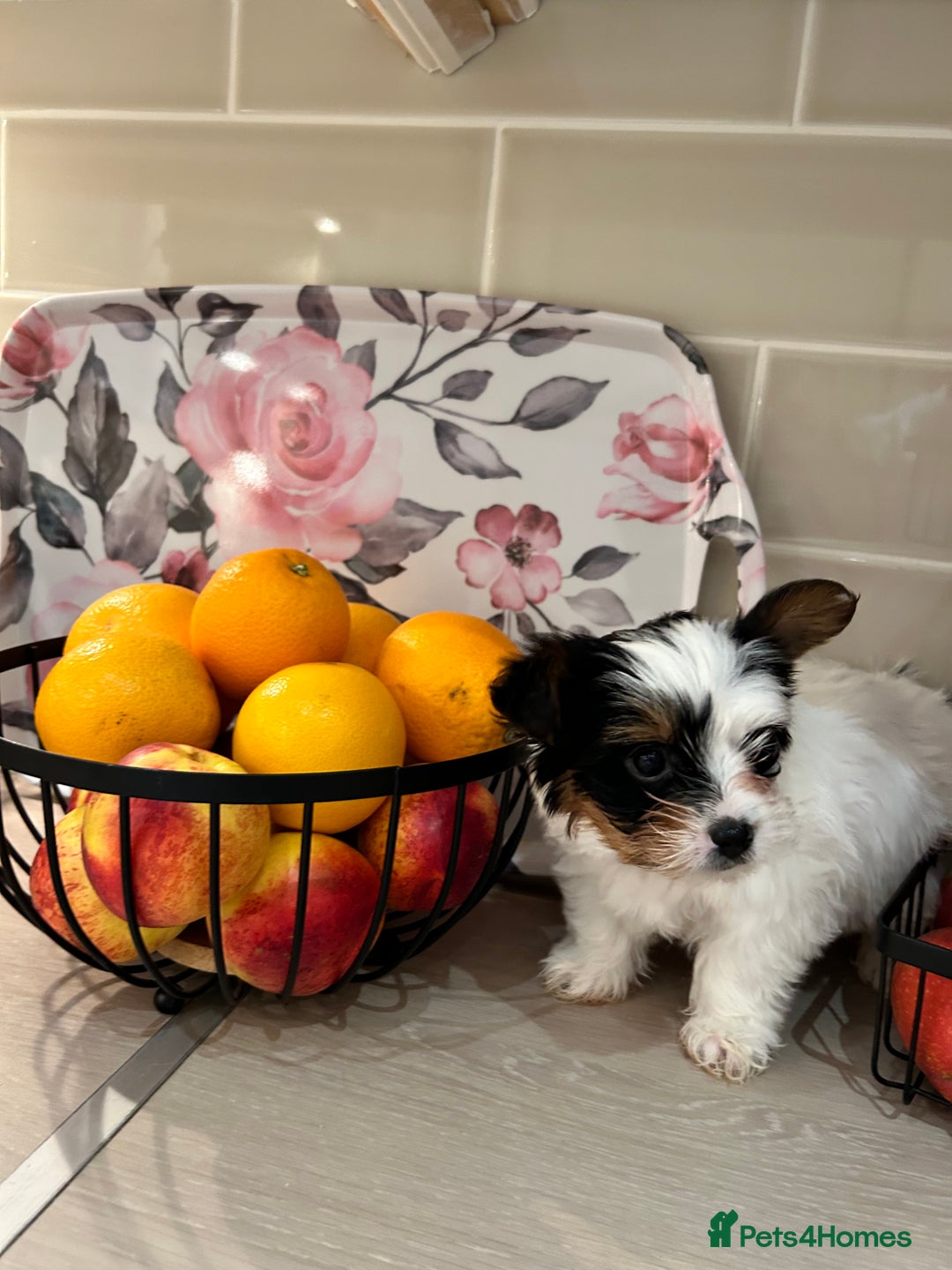 Biewer Terrier dogs for sale: ✨ Beautiful Biewer x Biro Terrier Puppies✨   - Image 20